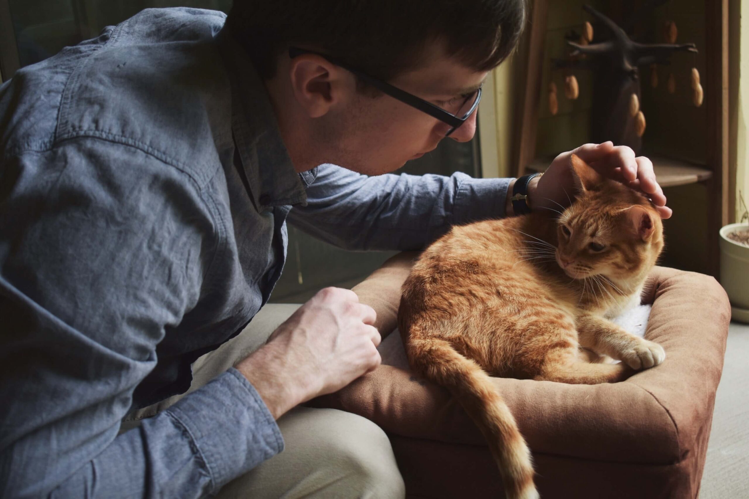 Introverts can be great veterinarians.