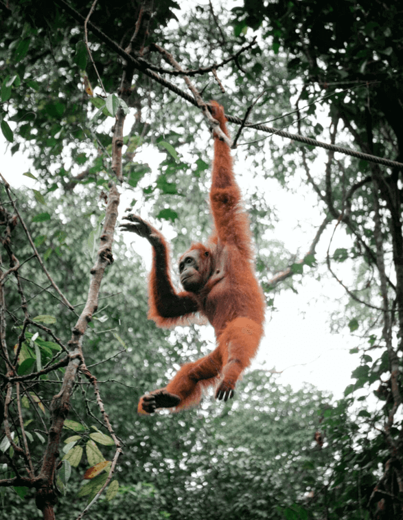 Orang-utan in Semenggoh Nature Reserve, Sarawak